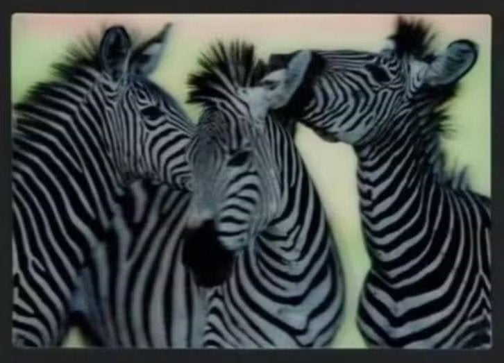 Zebra's Equidae Drie 3D Kaart., Ophalen of Verzenden, 1980 tot heden, Ongelopen, Wild dier
