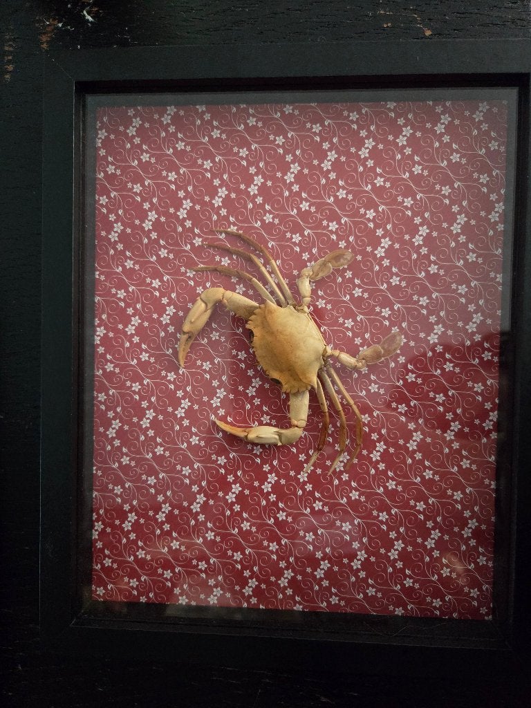 Ingelijste Krab, Ophalen of Verzenden, Zo goed als nieuw, Overige soorten, Opgezet dier