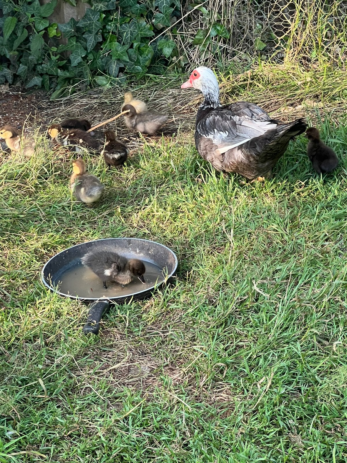 Kaapse, muskus moedereend met 8 jonkies van week oud, Dieren en Toebehoren, Pluimvee, Meerdere dieren, Eend