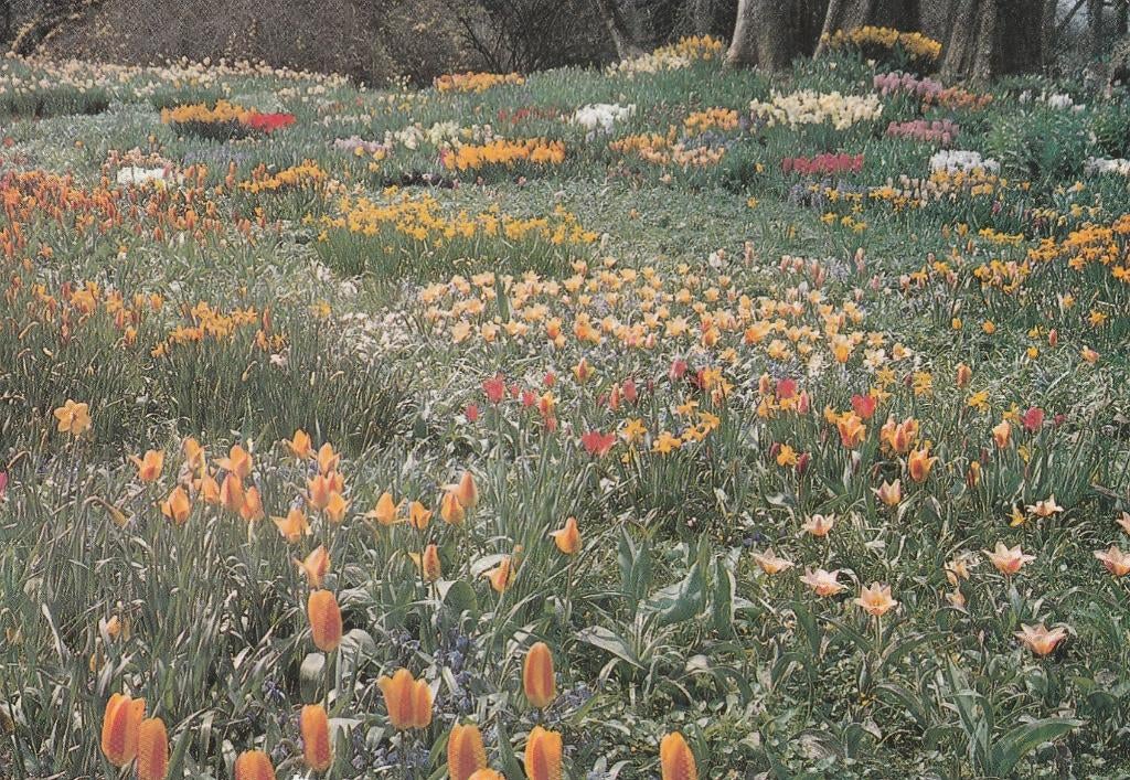NEDERLAND Bloemen, Verzenden, 1980 tot heden, Gelopen, Zuid-Holland