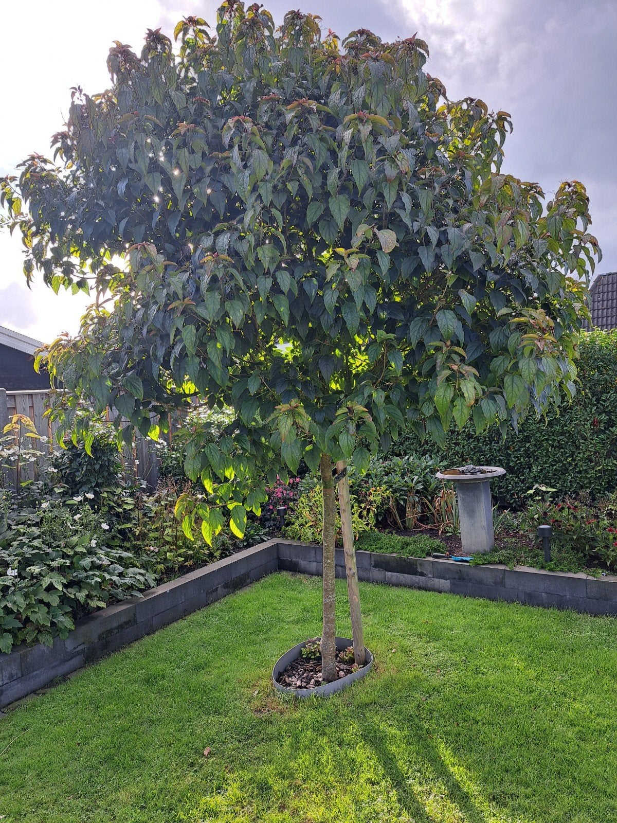 Gratis Pindakaasboom (Clerodendrum trichotomum), Tuin en Terras, Overige soorten, 250 tot 400 cm, Zomer, Ophalen