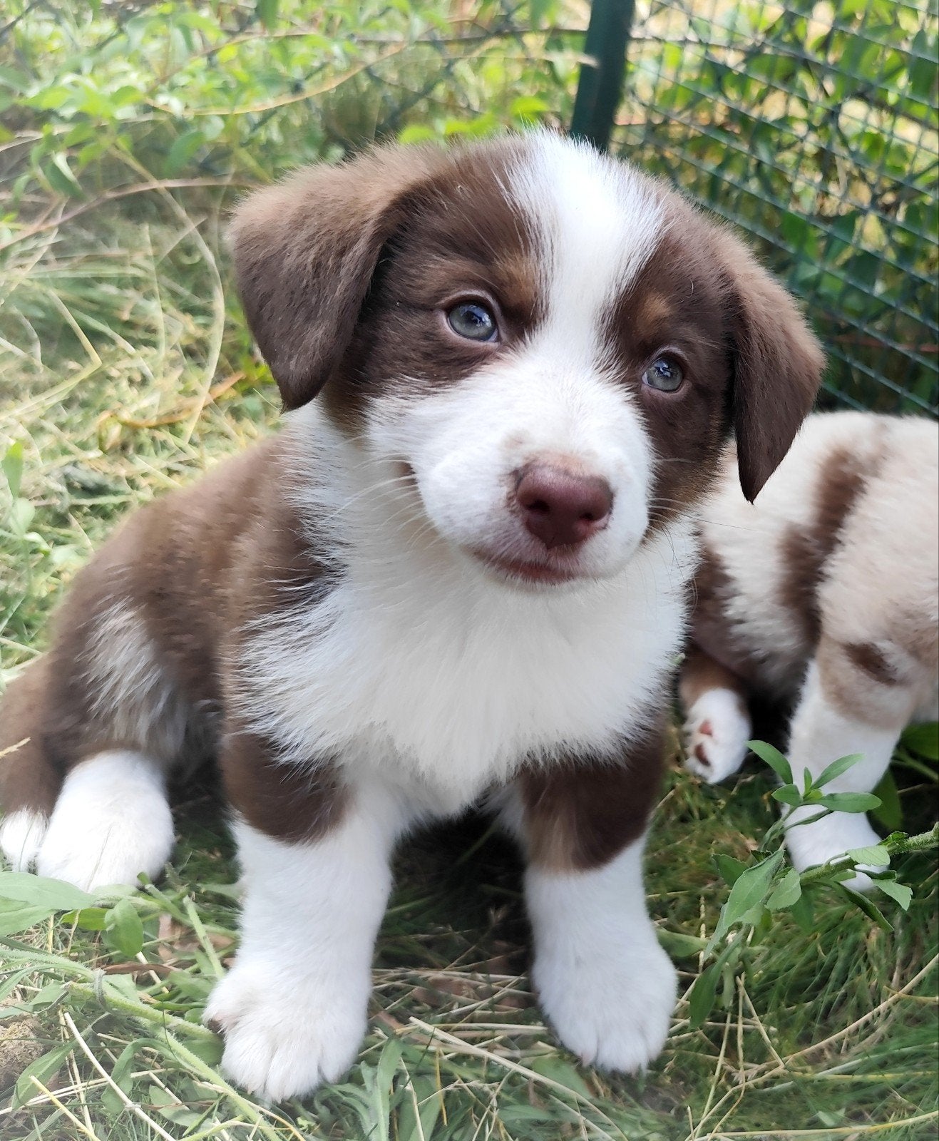 Super leuk&lief Auggie puppys! (Australian Shepherd x Corgi), Dieren en Toebehoren, Honden | Herdershonden en Veedrijvers, 8 tot 15 weken
