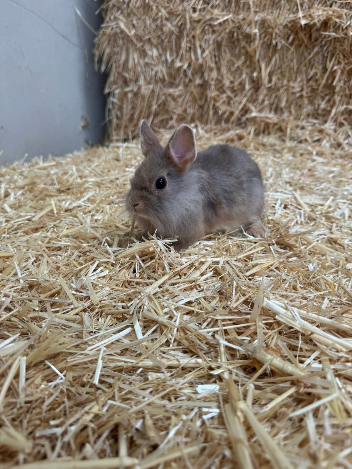 Super lieve kinder konijntjes, Dieren en Toebehoren, Konijnen, Meerdere dieren, Dwerg