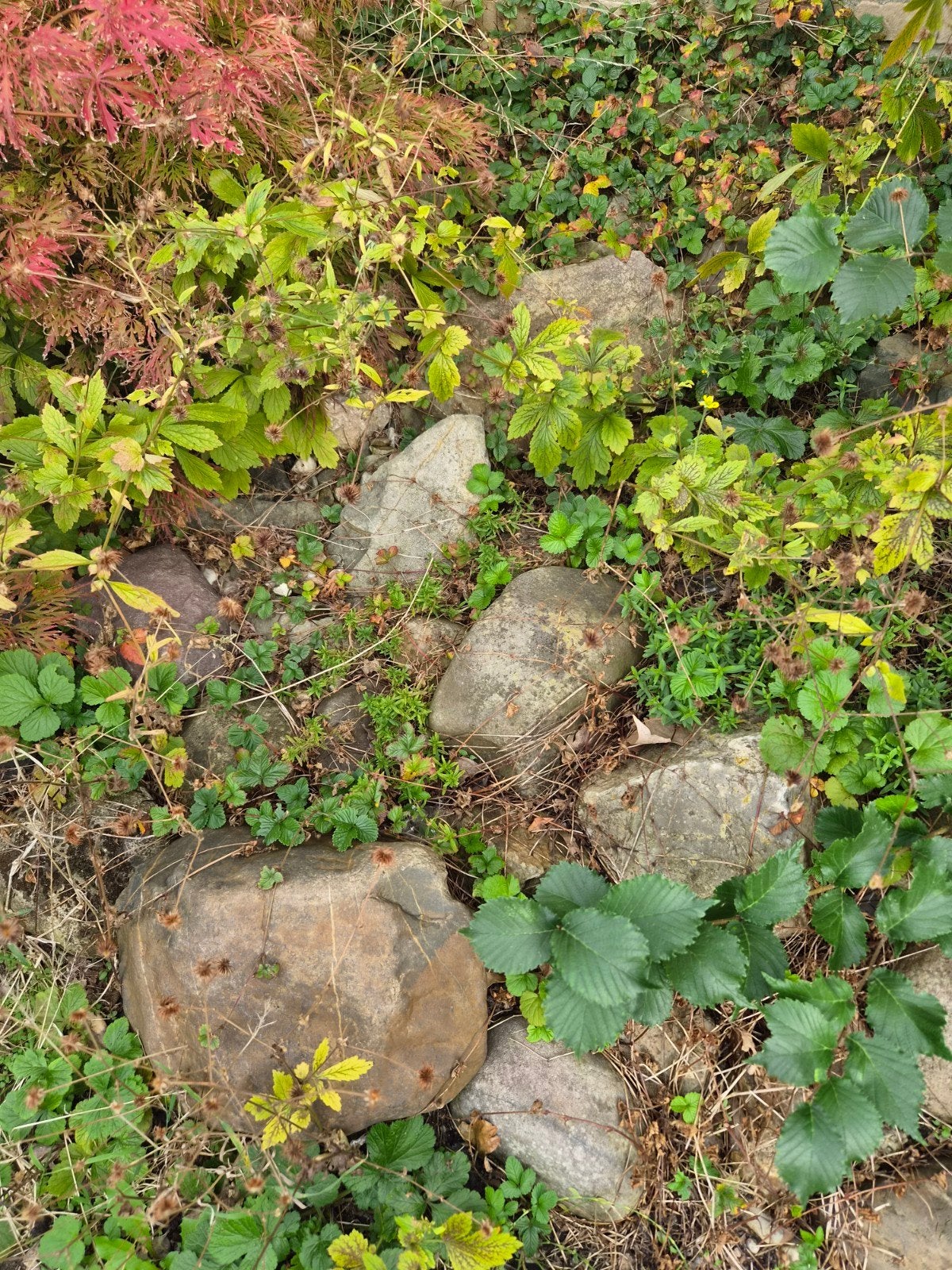 GRATIS keien/rotsen uit de tuin, Tuin en Terras, Ophalen, Overige materialen, Gebruikt, Kei