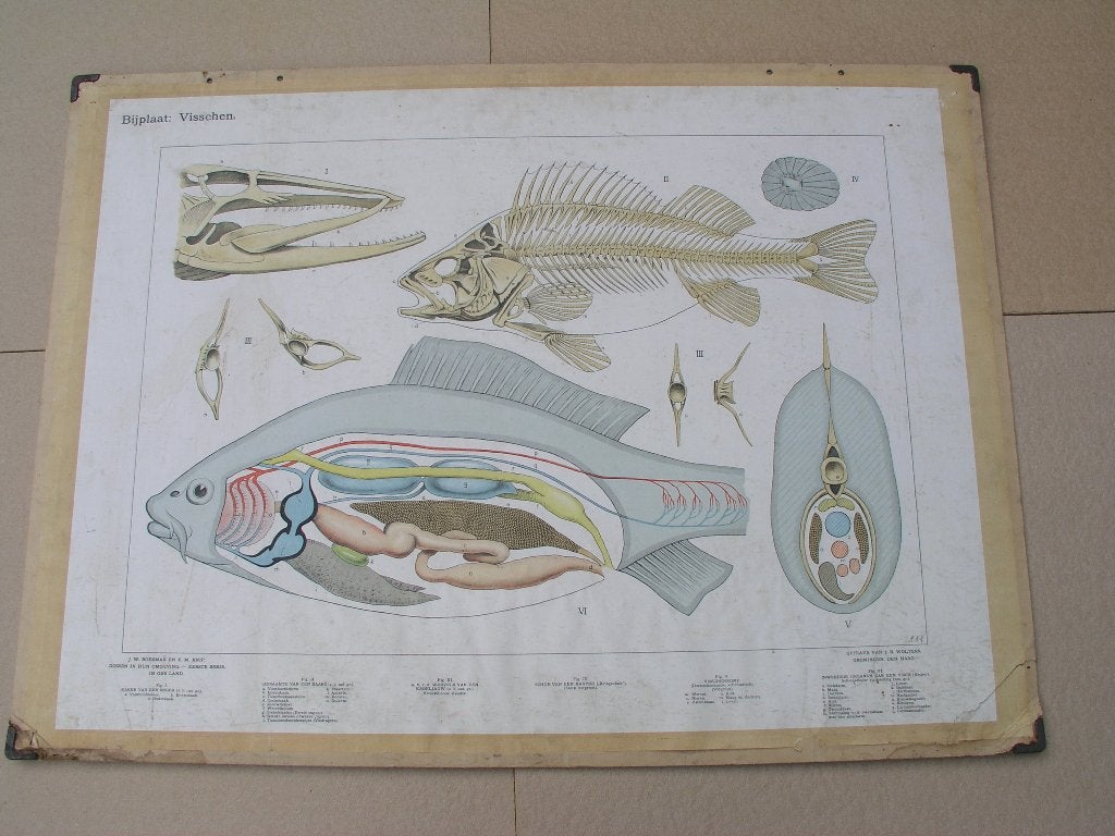 Schoolplaat / Bijplaat Visschen, Antiek en Kunst, Antiek | Schoolplaten, Ophalen, Natuur en Biologie