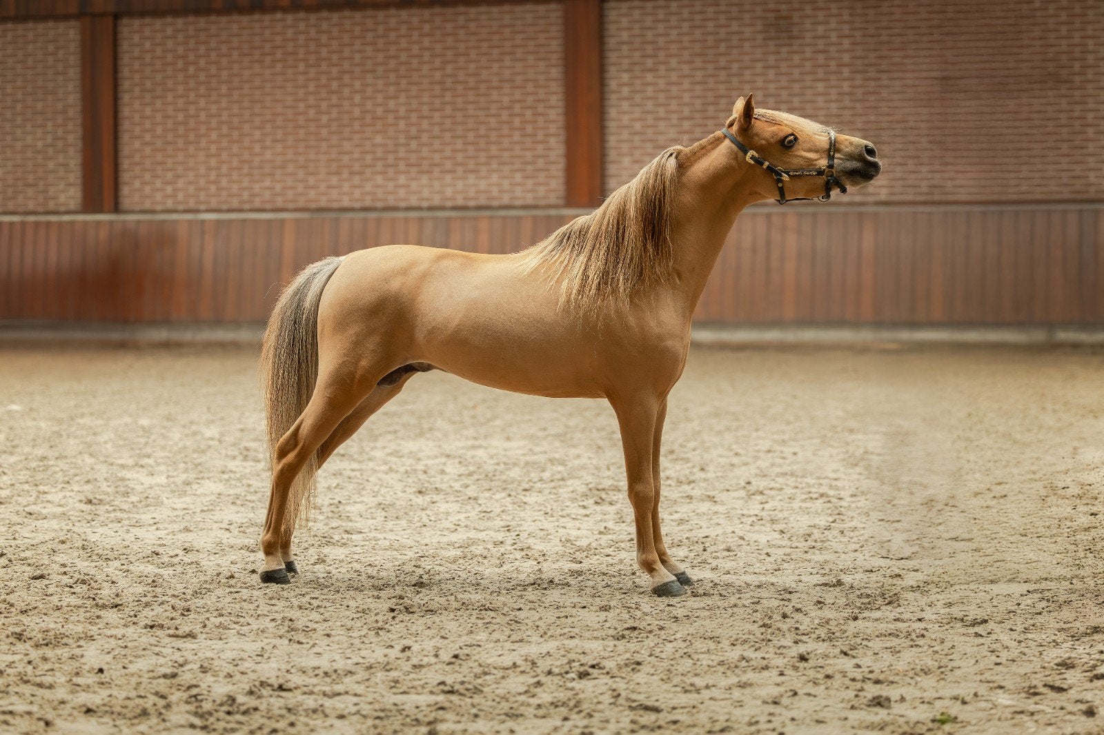 Prachtige ASPC AMHR NMPRS goedgekeurde hengst, Dieren en Toebehoren, Met stamboom, Niet van toepassing, Hengst, A pony (tot 1.17m)