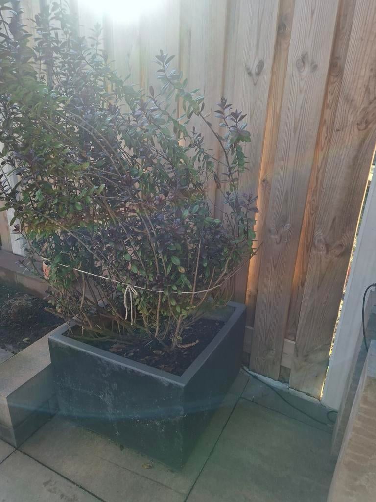 Donkere bloembak, Tuin en Terras, Ophalen of Verzenden, Vierkant