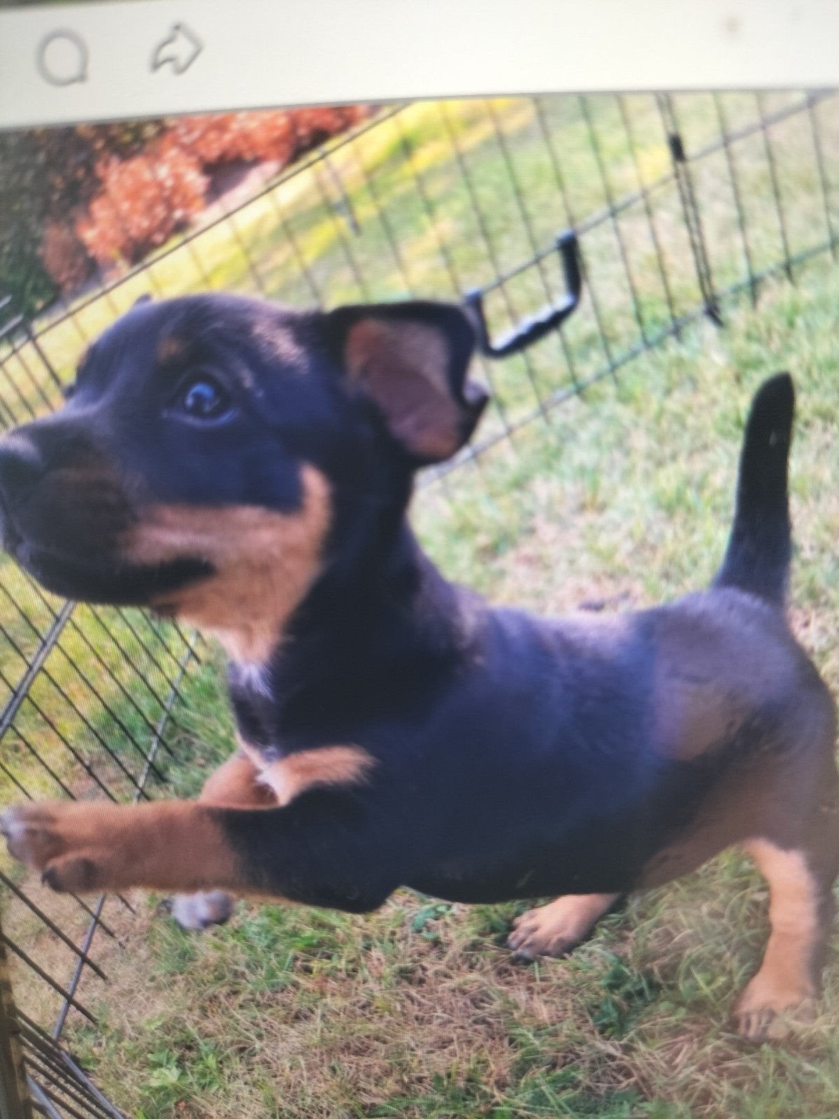 Jack Russel pup, Reu, 8 tot 15 weken, Eén hond, Nederland