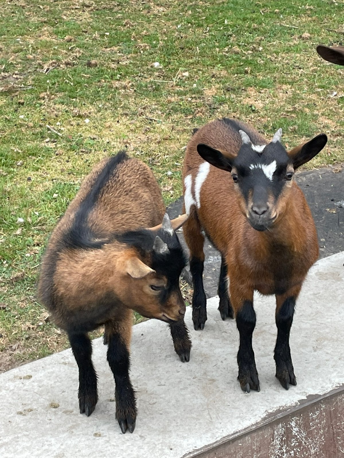 Dwerggeitjes geit/bokje, Dieren en Toebehoren, Schapen, Geiten en Varkens, Meerdere dieren, Geit