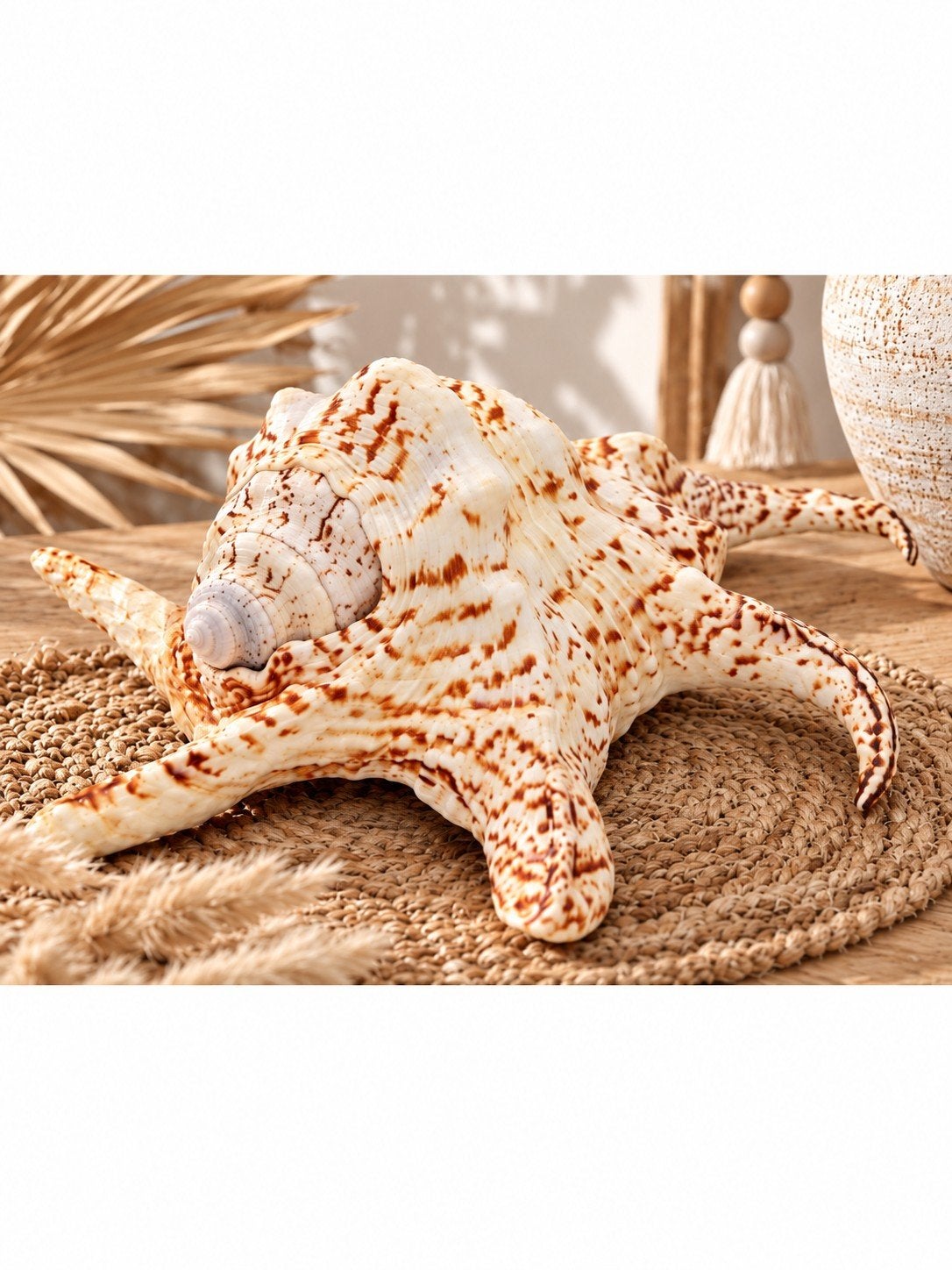 Kempang Schelp Decoratie - Natuurlijk Crème/Bruin, Beige, Boho, Nieuw, Ophalen of Verzenden
