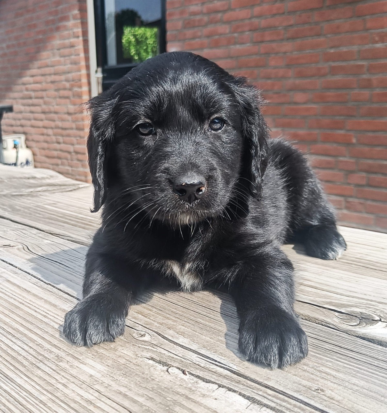 Friese Stabij  Labrador pups te koop, Dieren en Toebehoren, 8 tot 15 weken, Meerdere, Meerdere dieren, Middel