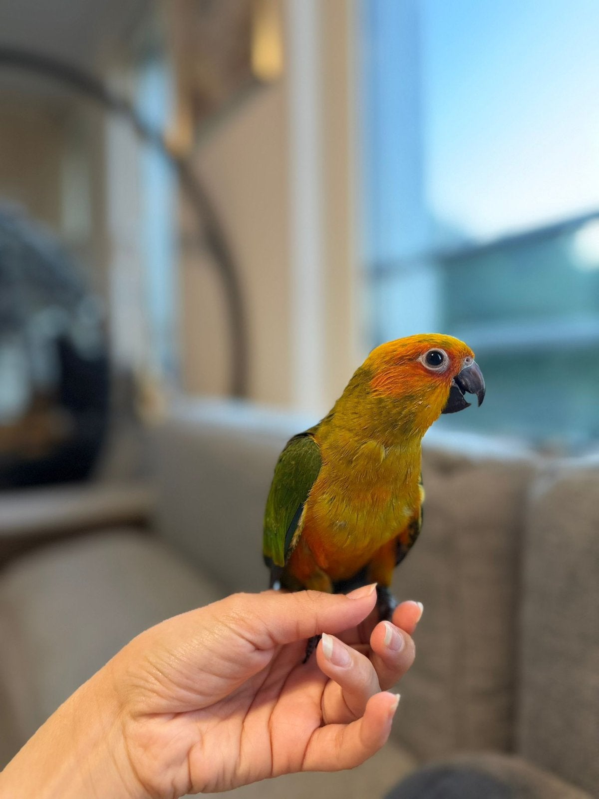De laatste Super tamme baby’s zonparkieten., Dieren en Toebehoren, Geslacht onbekend, Parkiet, Geringd