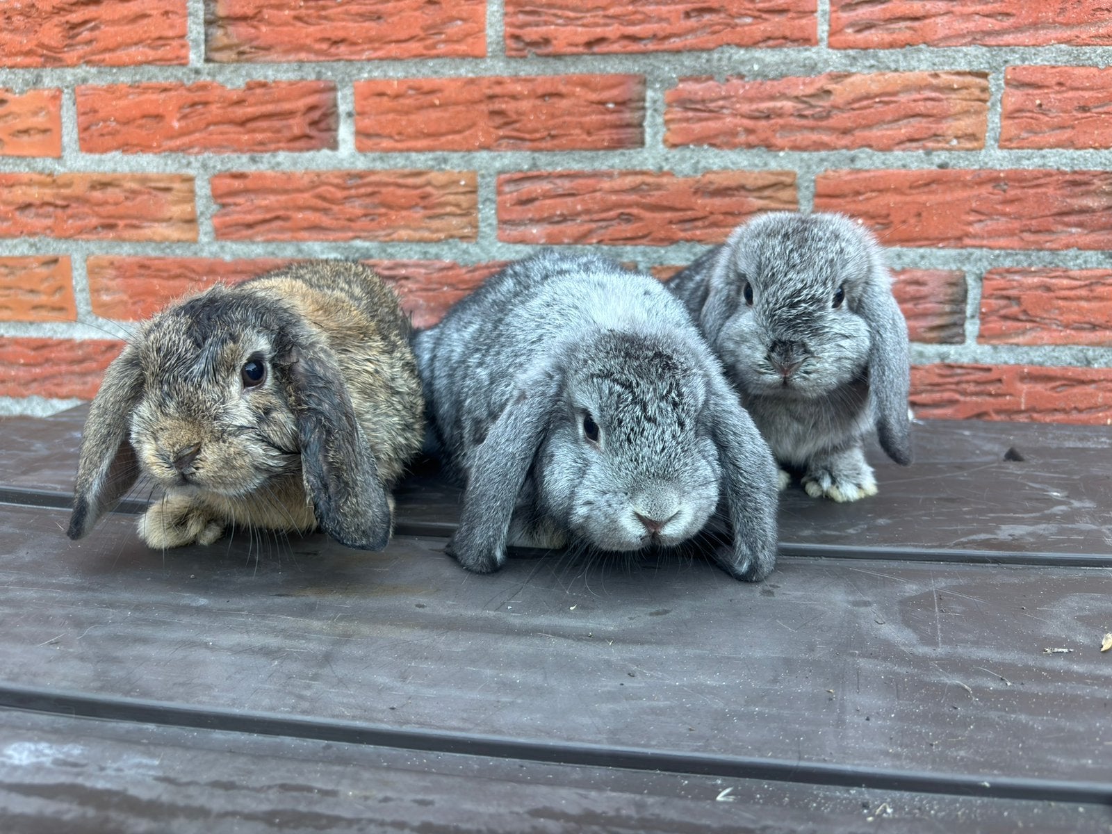 Nederlandse hangoor dwergen, Vrouwelijk, Dwerg, Hangoor