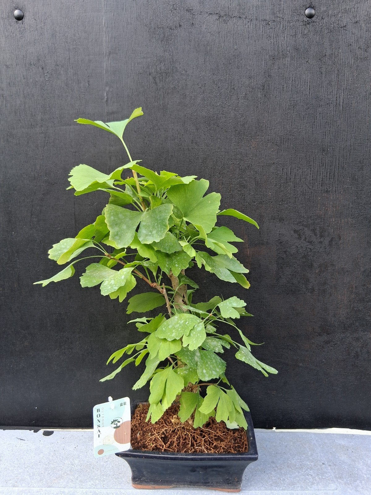 Bonsai ginkgo (3), Ophalen of Verzenden, Overige soorten, Halfschaduw