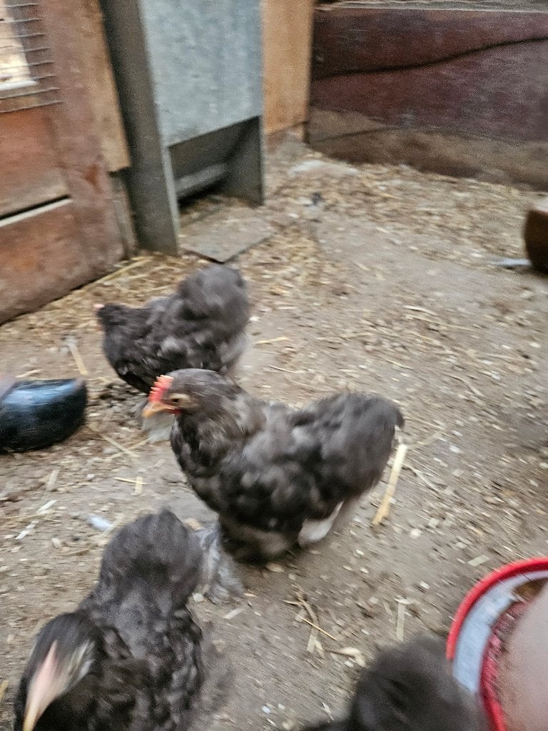 Cochin chocolade haan, Dieren en Toebehoren, Pluimvee, Mannelijk, Kip