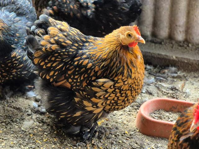Cochin kriel, Meerdere dieren, Kip
