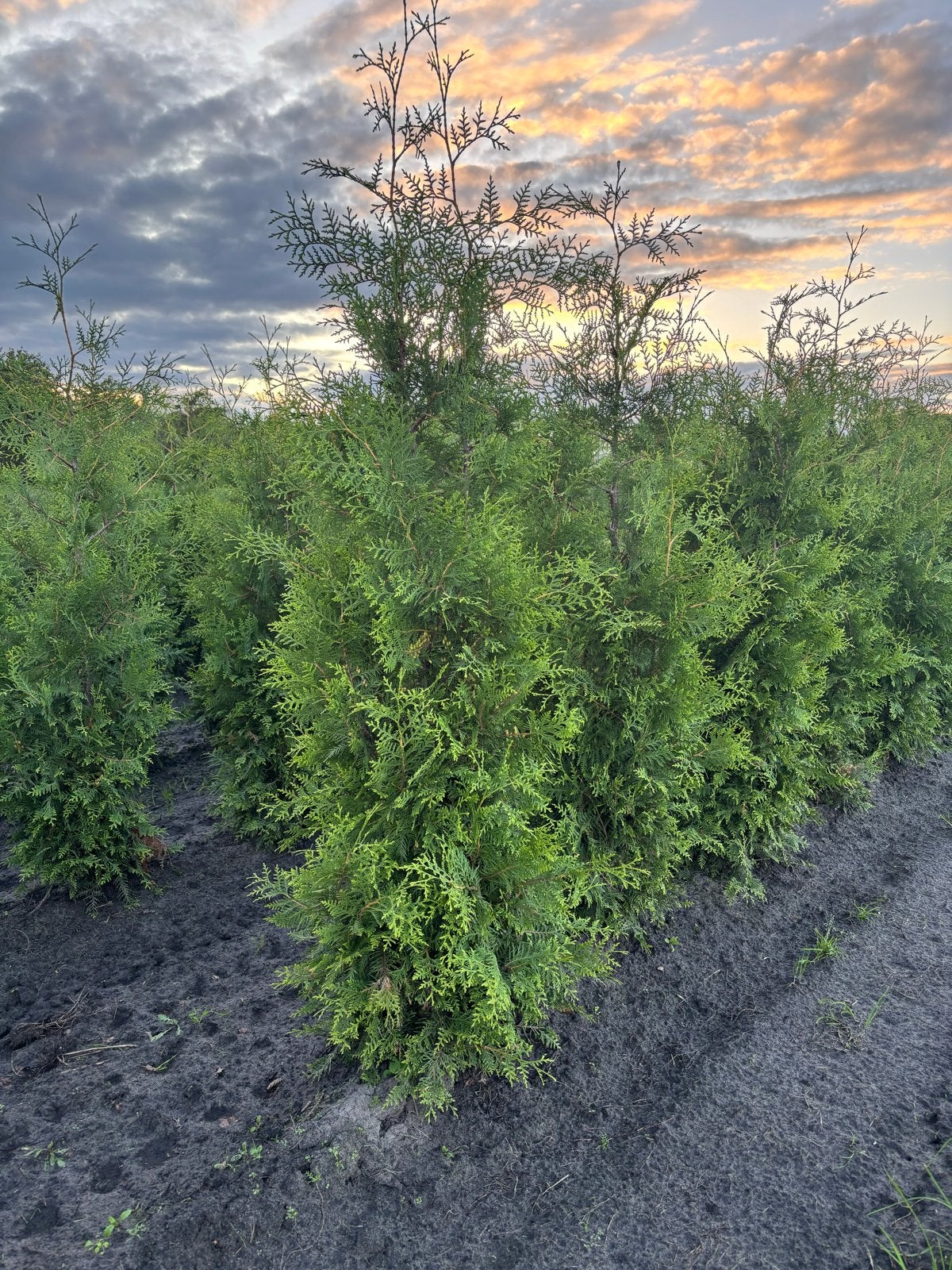 Coniferen Thuja Brabant - Groenblijvende Haagplant, Overige soorten, Volle zon, Vaste plant, Ophalen of Verzenden
