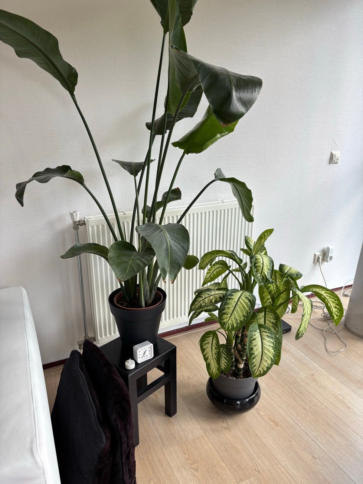 Grote Strelitzia en Dieffenbachia Kamerplanten, Ophalen, Overige soorten, Halfschaduw, In pot