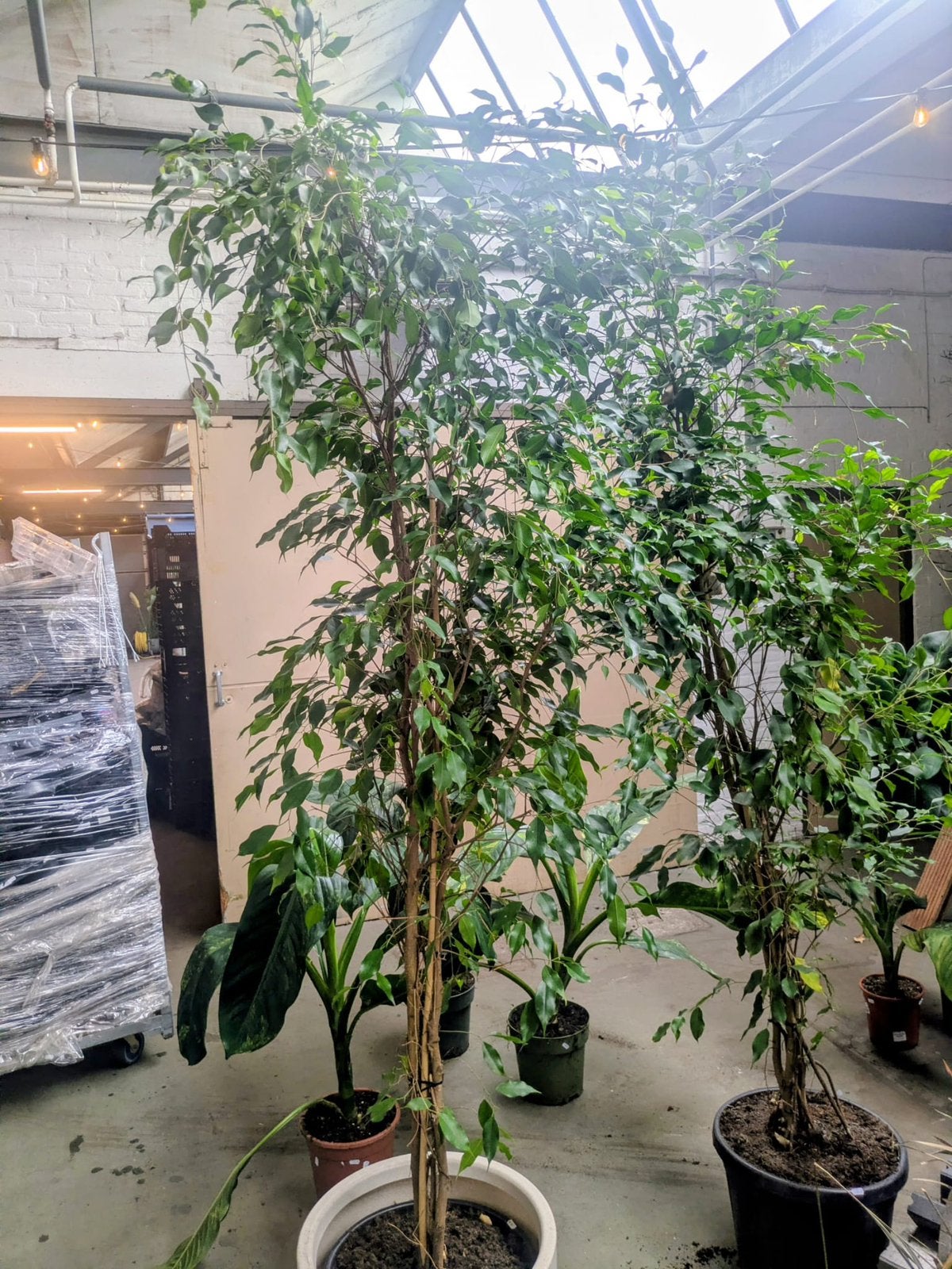 Ficus benjamina 220 cm, Ophalen, Bloeit niet, Halfschaduw, Overige soorten
