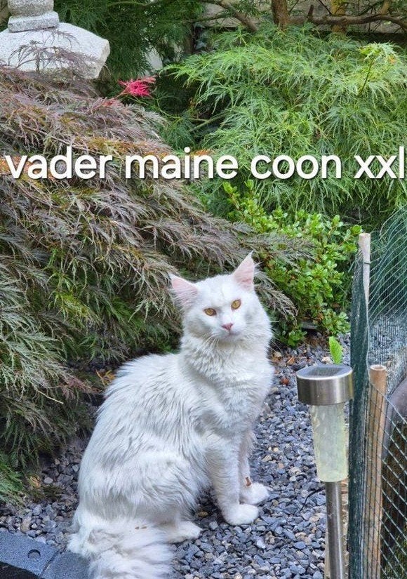 ♡  1  maine coon kitten katertje over ♡, Kater, Ontwormd, 0 tot 2 jaar