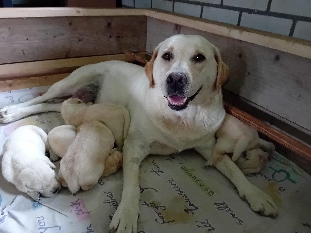 Mooie raszuivere blonde labrador puppy's, Dieren en Toebehoren, Honden | Retrievers, Spaniëls en Waterhonden, Parvo, 8 tot 15 weken