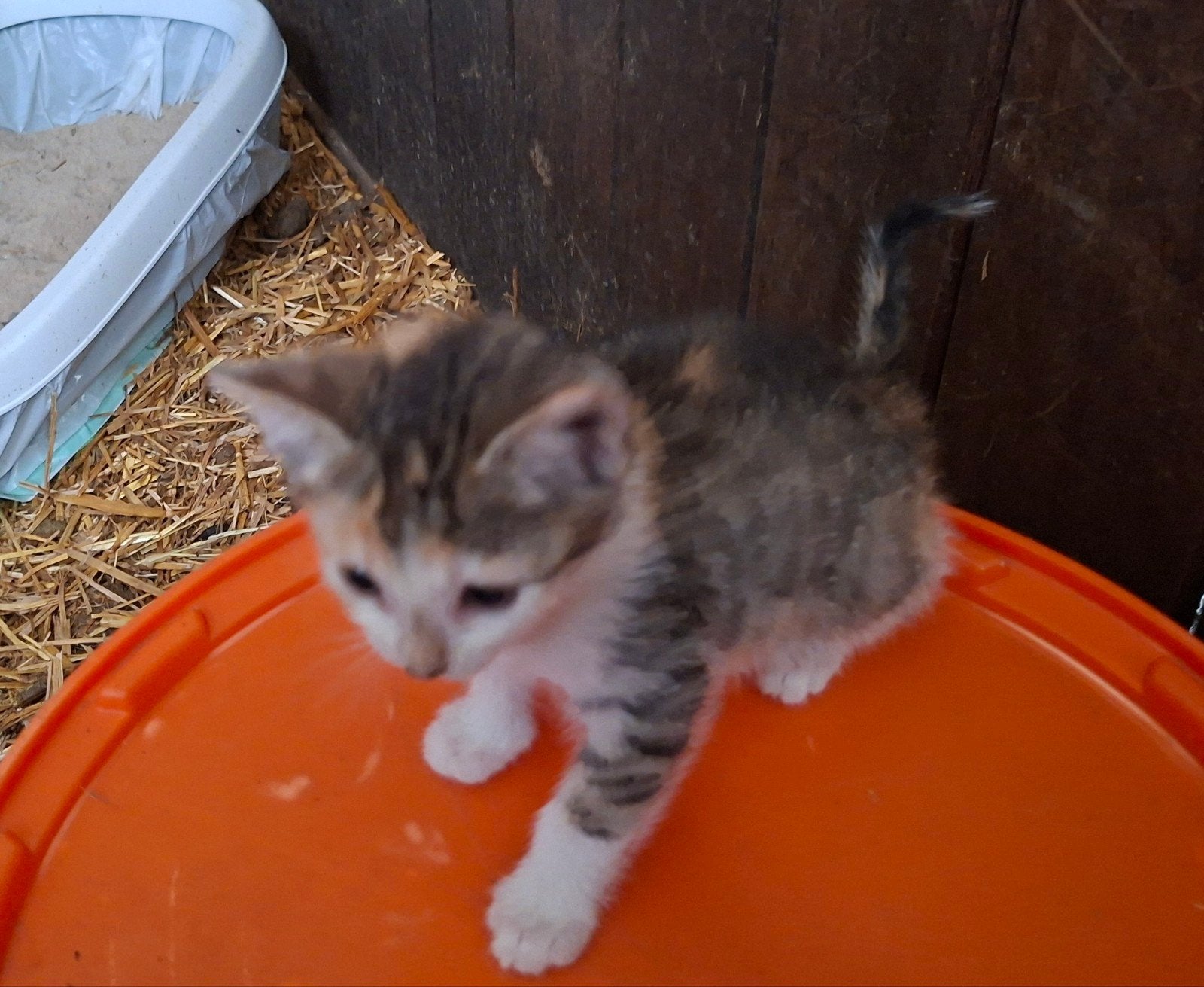 Boerderij kittens., Meerdere dieren
