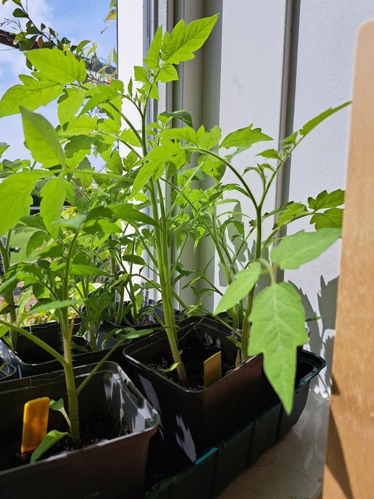 Verse Tomatenplantjes - Diverse Soorten, Tuin en Terras, Ophalen, Volle zon, Groenteplanten, Eenjarig