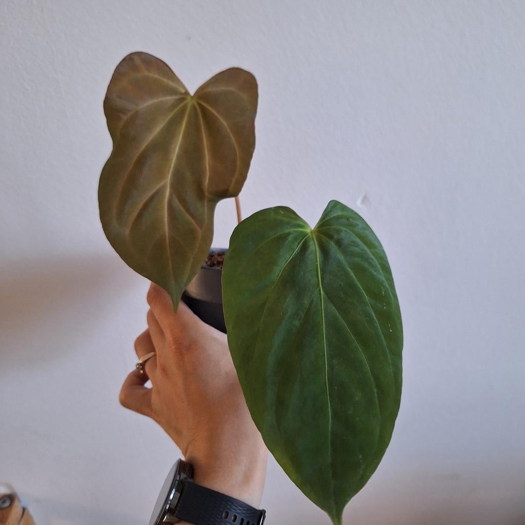 Anthurium Papillilaminum x, Ophalen of Verzenden, Minder dan 100 cm