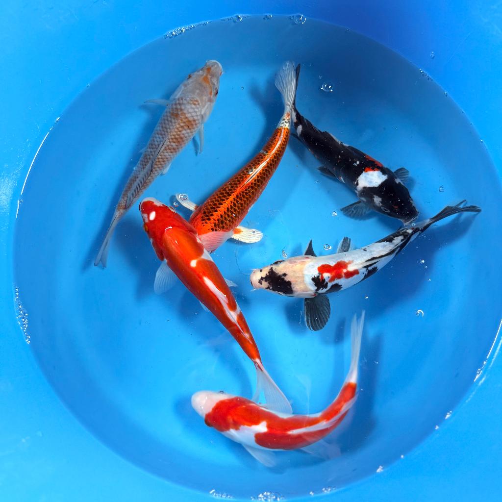 HQ Kawakami Tosai | 20-26cm | Japanse koi |, Karper of Koi