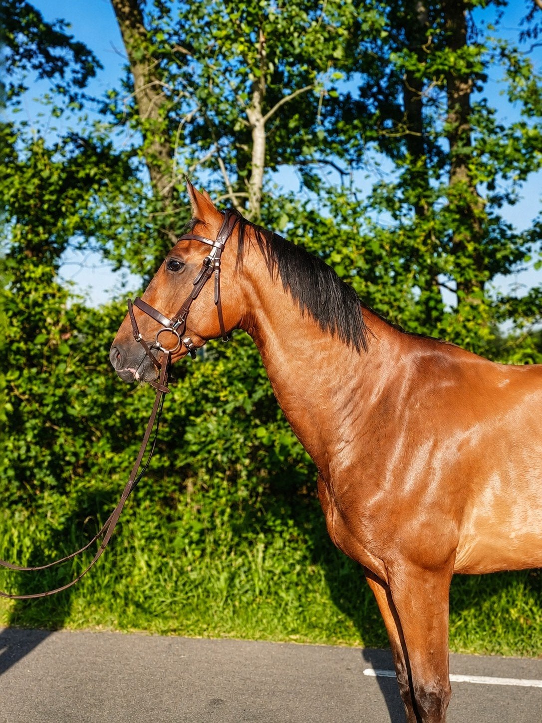 Super leuke 7 jarige zangersheide ruin, Ruin, Niet van toepassing, Met stamboom, 7 tot 10 jaar