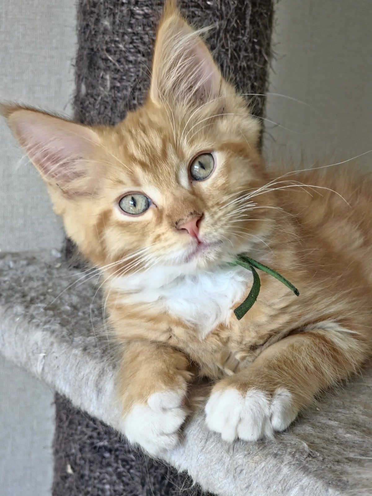 Maincoon katertje rood, Dieren en Toebehoren, Meerdere dieren, Gechipt, 0 tot 2 jaar