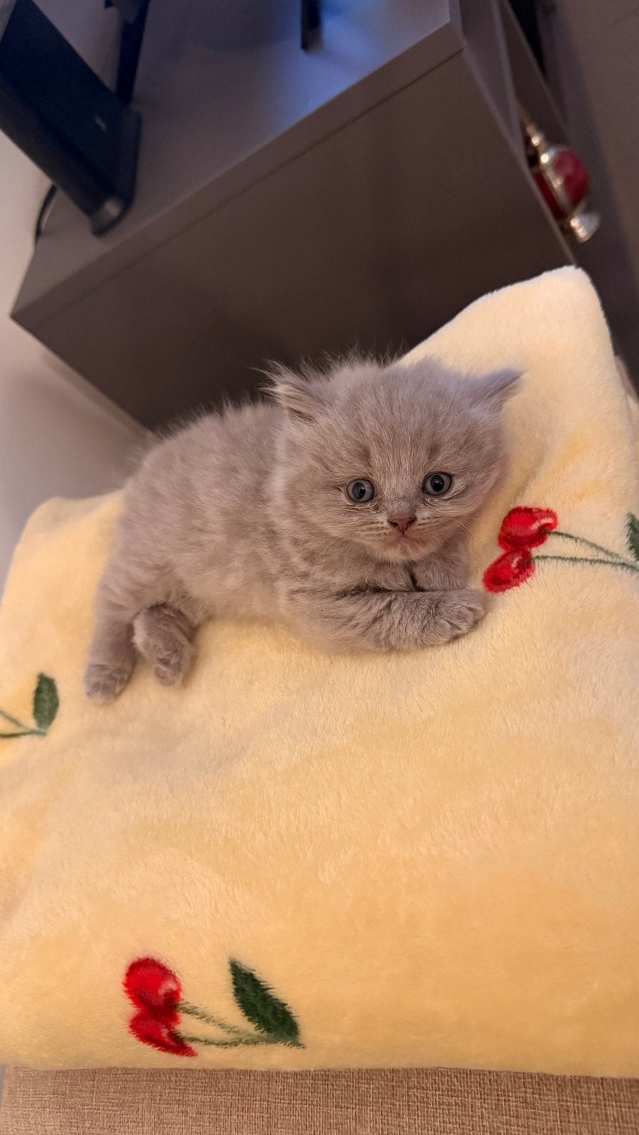 Britsekorthaar x bristelanghaar kittens, Ophalen of Verzenden