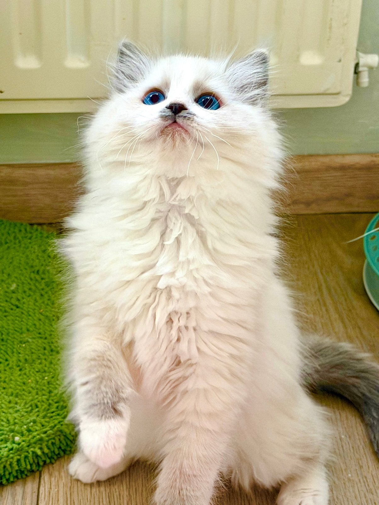Ragdoll kitten met stamboom fokken poes, Meerdere dieren, Met stamboom