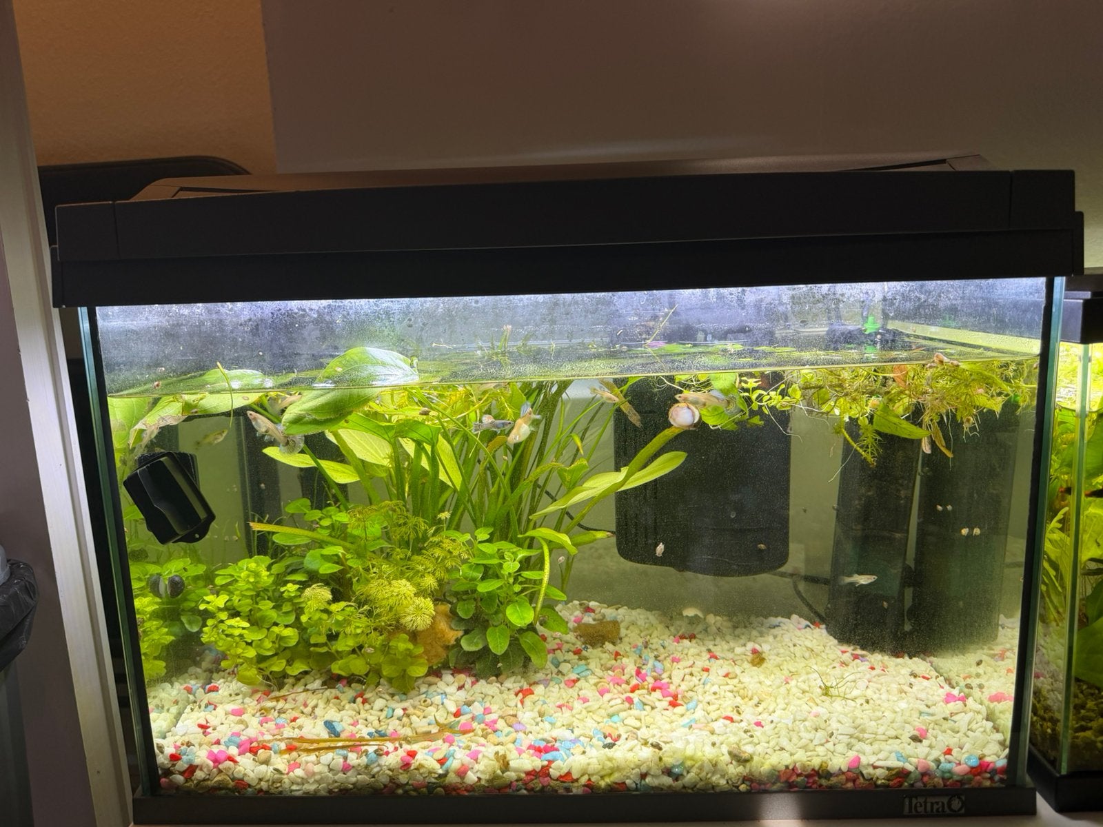 Compleet Tetra aquarium met raszuivere Green Dragon guppen!, Ophalen, Zo goed als nieuw, Gevuld zoetwateraquarium
