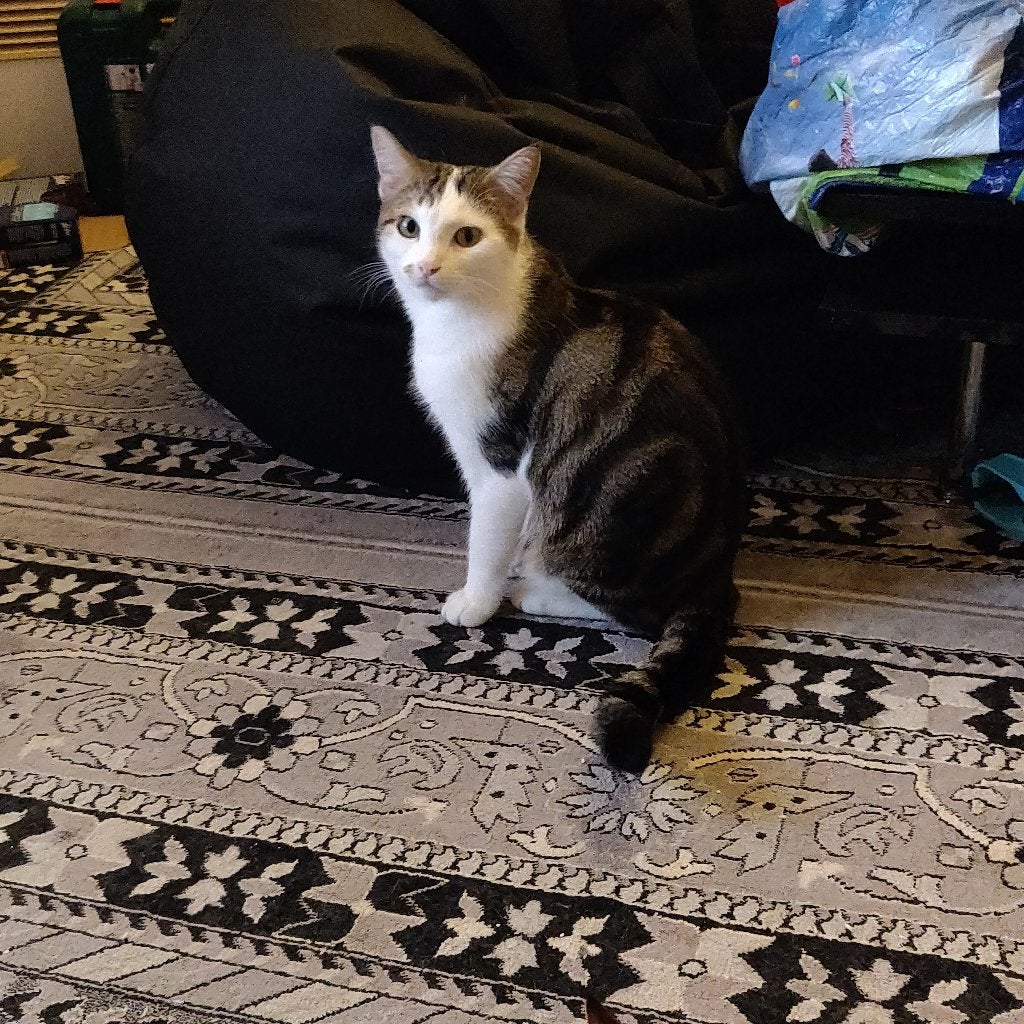 3 katten. Per kat 20 €. Reden van verandering lees tekst., Meerdere dieren, Gechipt, 0 tot 2 jaar