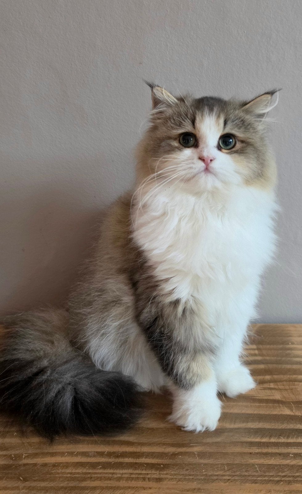 Brits langhaar poesje, Dieren en Toebehoren, Poes, Ontwormd, 0 tot 2 jaar