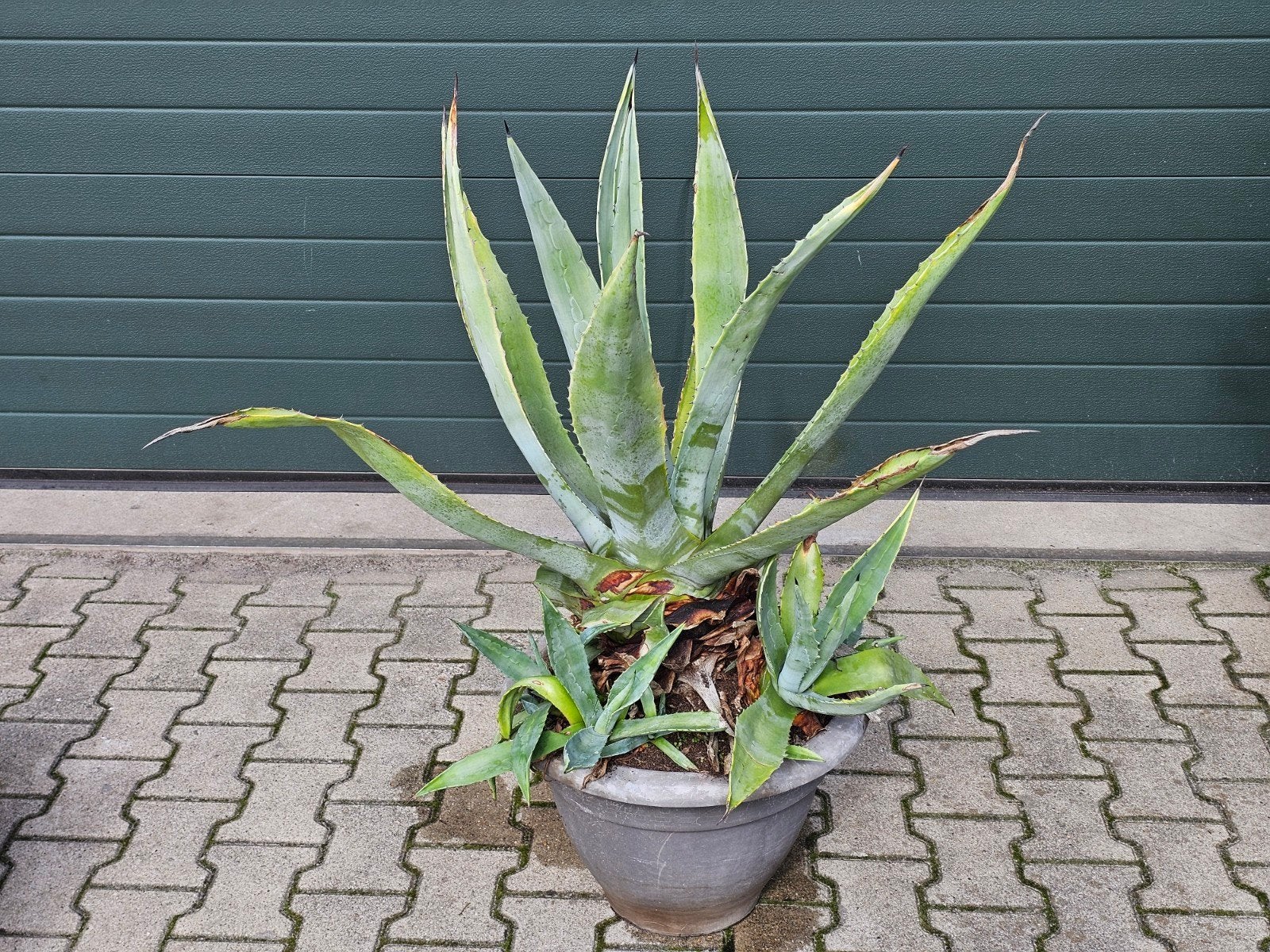 Grote Agave plant in pot met jonge planten., Tuin en Terras, Volle zon, Vaste plant, Bloeit niet, Ophalen