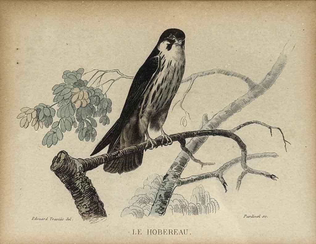 1290. Gravures, Edouard Traviès - roofvogels, 19e eeuw, Ophalen