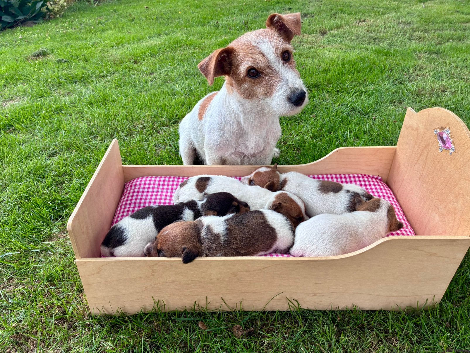 Jack Russel puppy’s, Dieren en Toebehoren, Honden | Jack Russells en Terriërs, Jack Russell Terriër, 8 tot 15 weken, Parvo, Meerdere