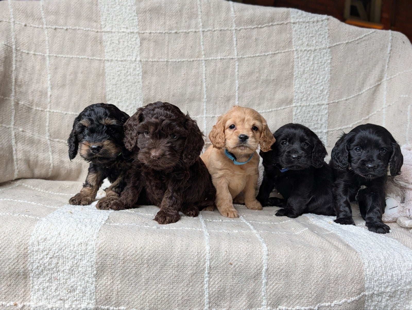 boomer x Engelse cockerspaniel pups, Dieren en Toebehoren, Overige rassen, 8 tot 15 weken, CDV (hondenziekte), Meerdere
