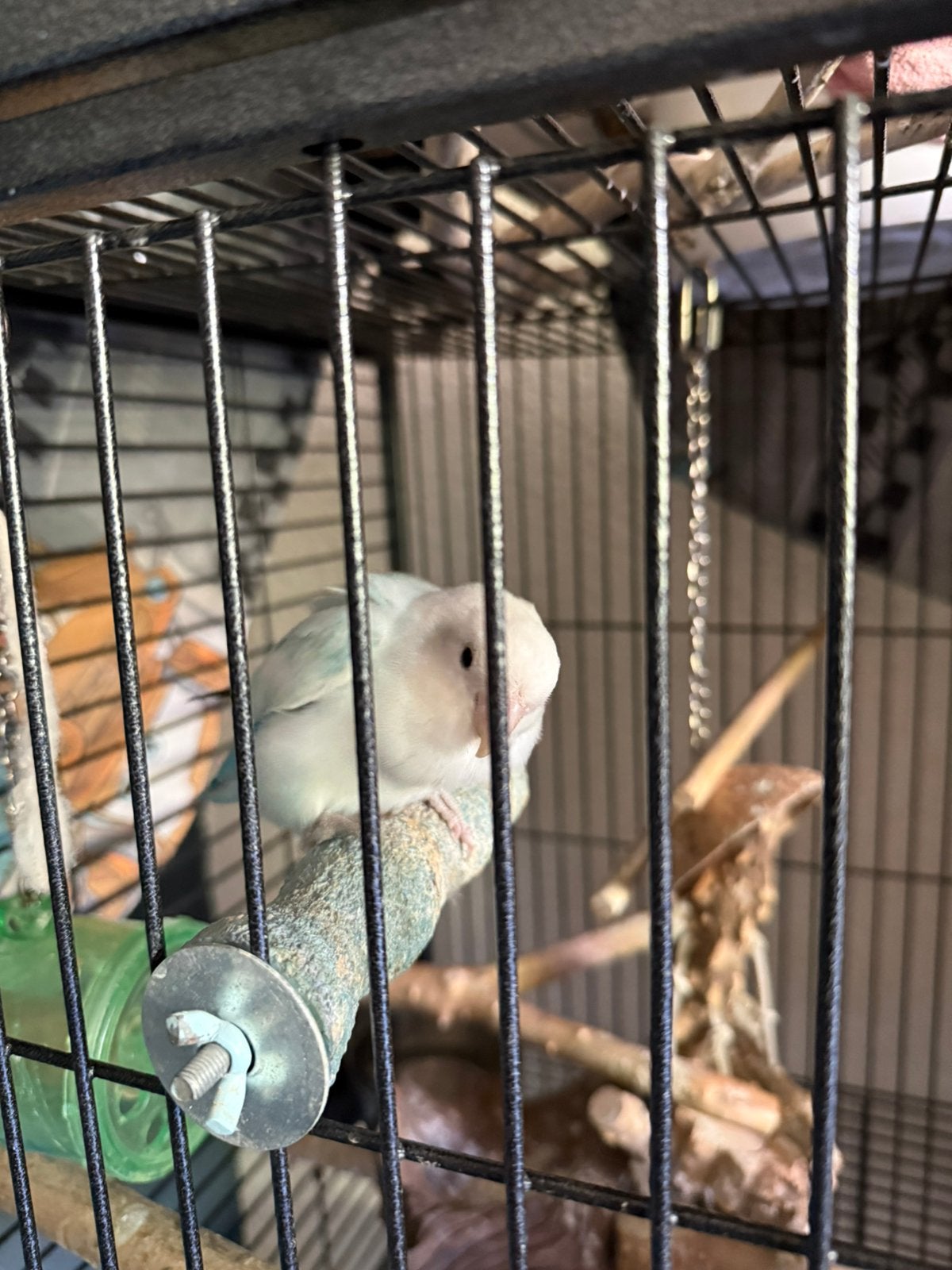 2 dwergpapegaaien, Meerdere dieren, Dwergpapegaai of Agapornis, Tam