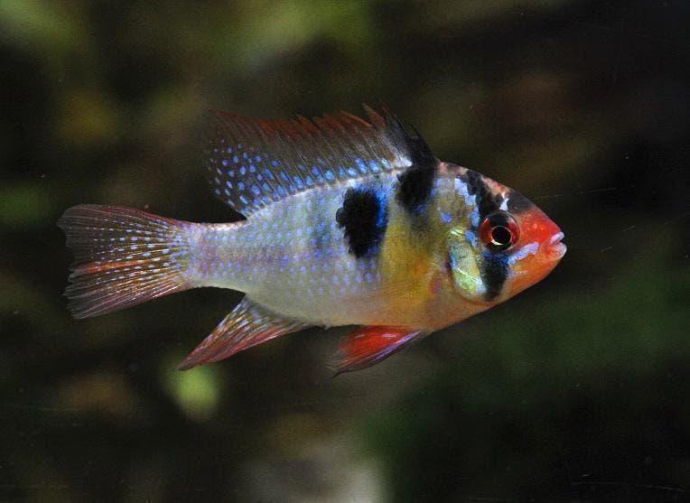 Antenne baars, in diverse variateiten, Dieren en Toebehoren, Vissen | Aquariumvissen, Vis