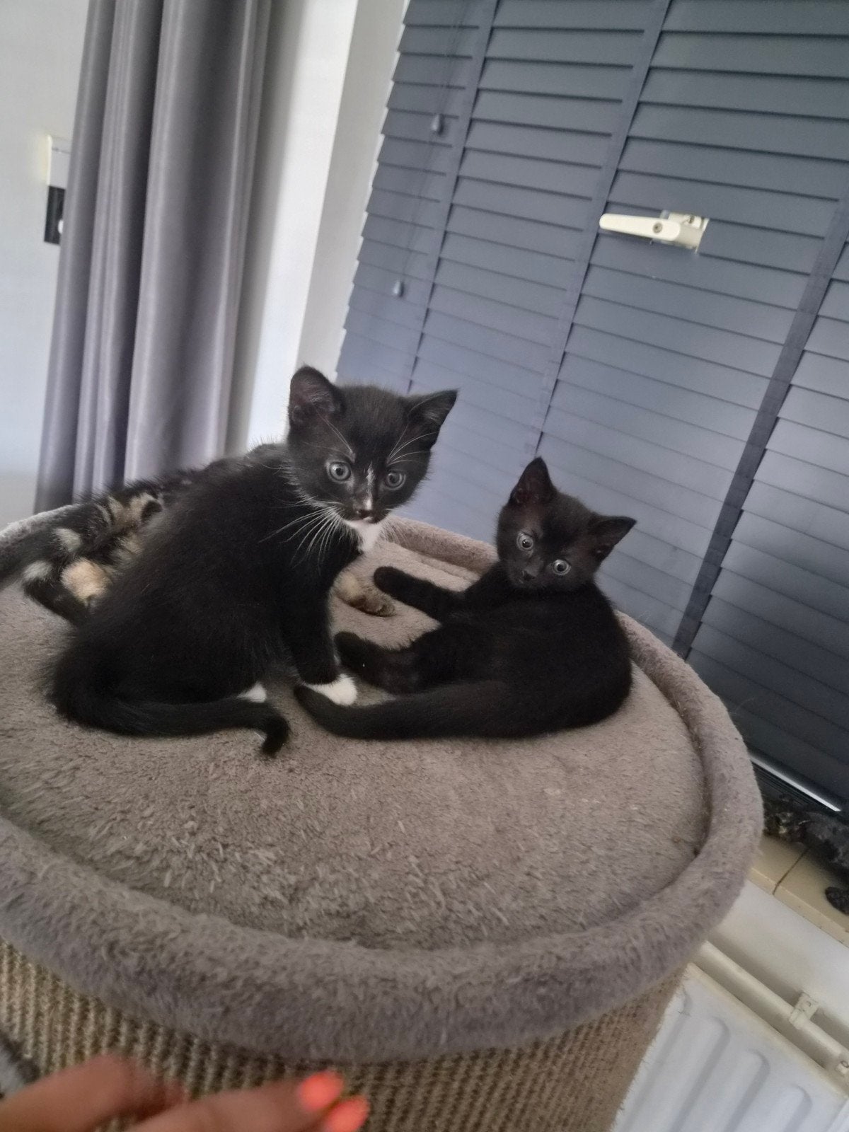 1 zwarte kitten zoekt nog een nieuw huisje, Meerdere dieren, Kortharig, 0 tot 2 jaar