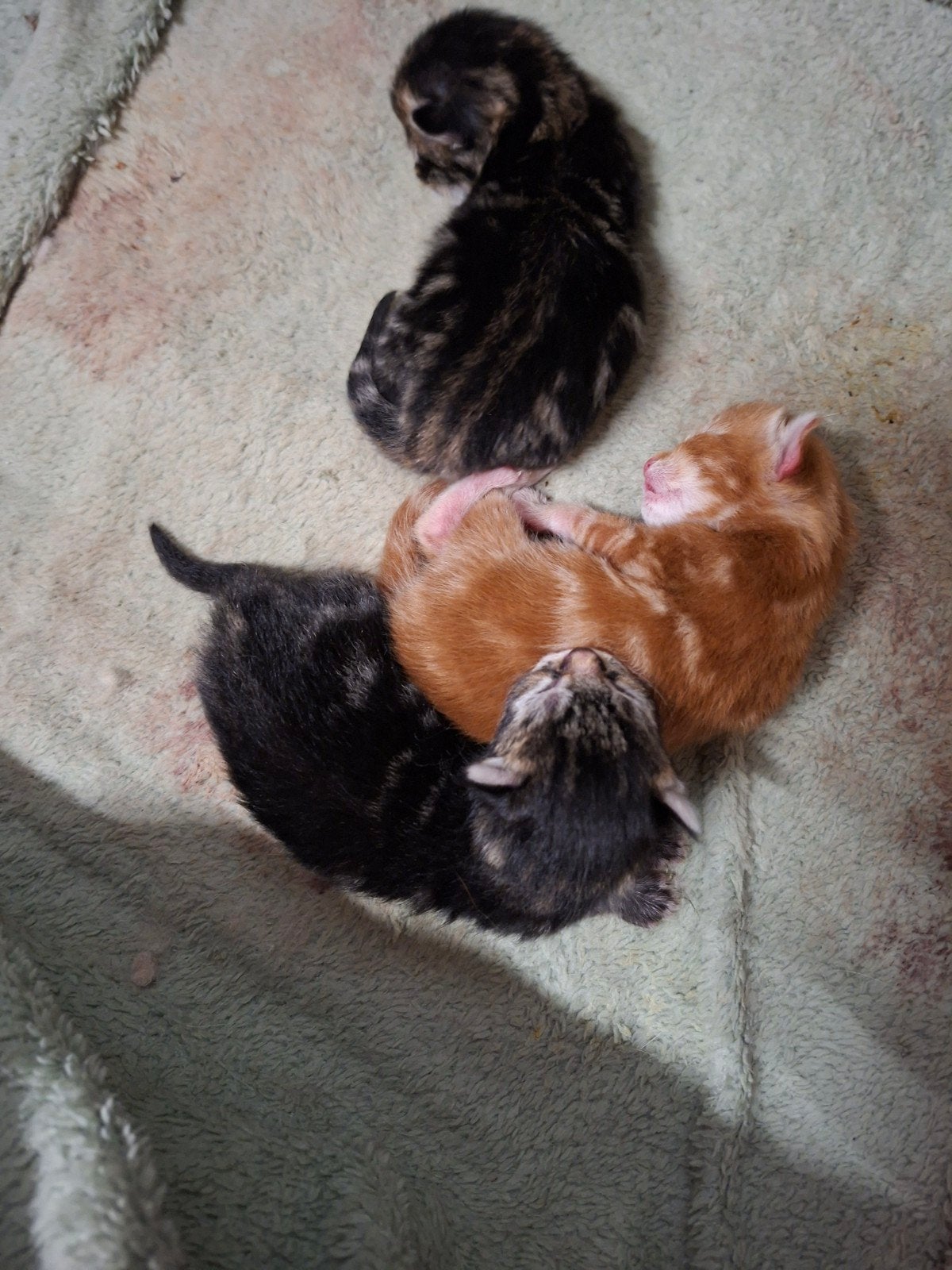 Kittens, Geslacht onbekend, Ontwormd, 0 tot 2 jaar