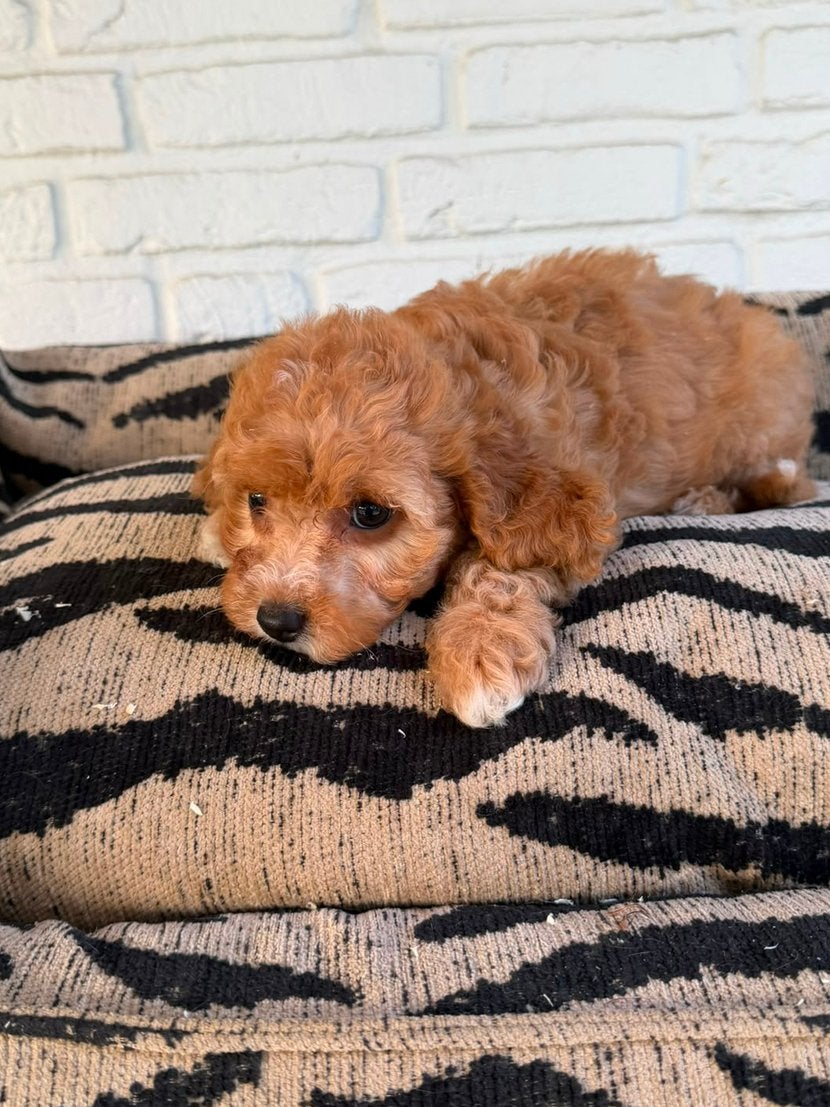 Cavapoo pups, Parvo, Nederland, Overige rassen, 8 tot 15 weken