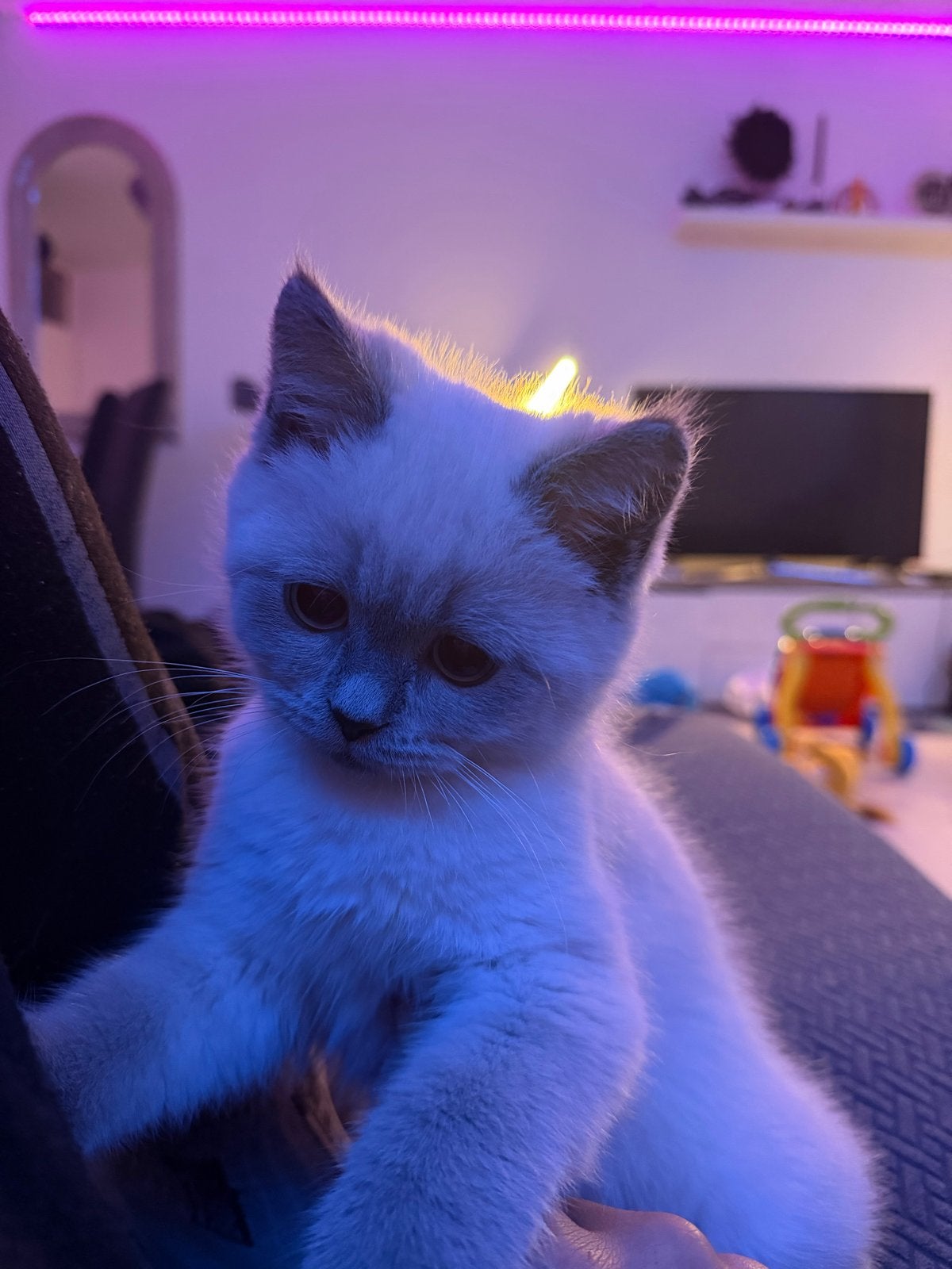 British Shorthair Colorpoint te koop – Compleet pakket, Dieren en Toebehoren, Katten en Kittens | Overige Katten, Kater