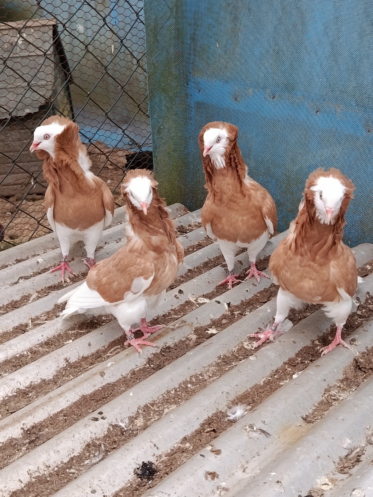 Twee koppels gele kapucijnduiven te koop., Meerdere dieren