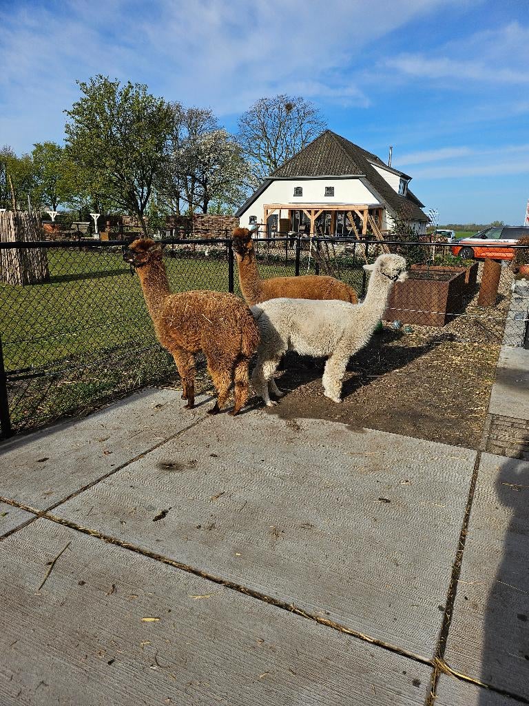 Groepje alpacamerries te koop, waarvan 2 drachtig, Juni, Meerdere dieren