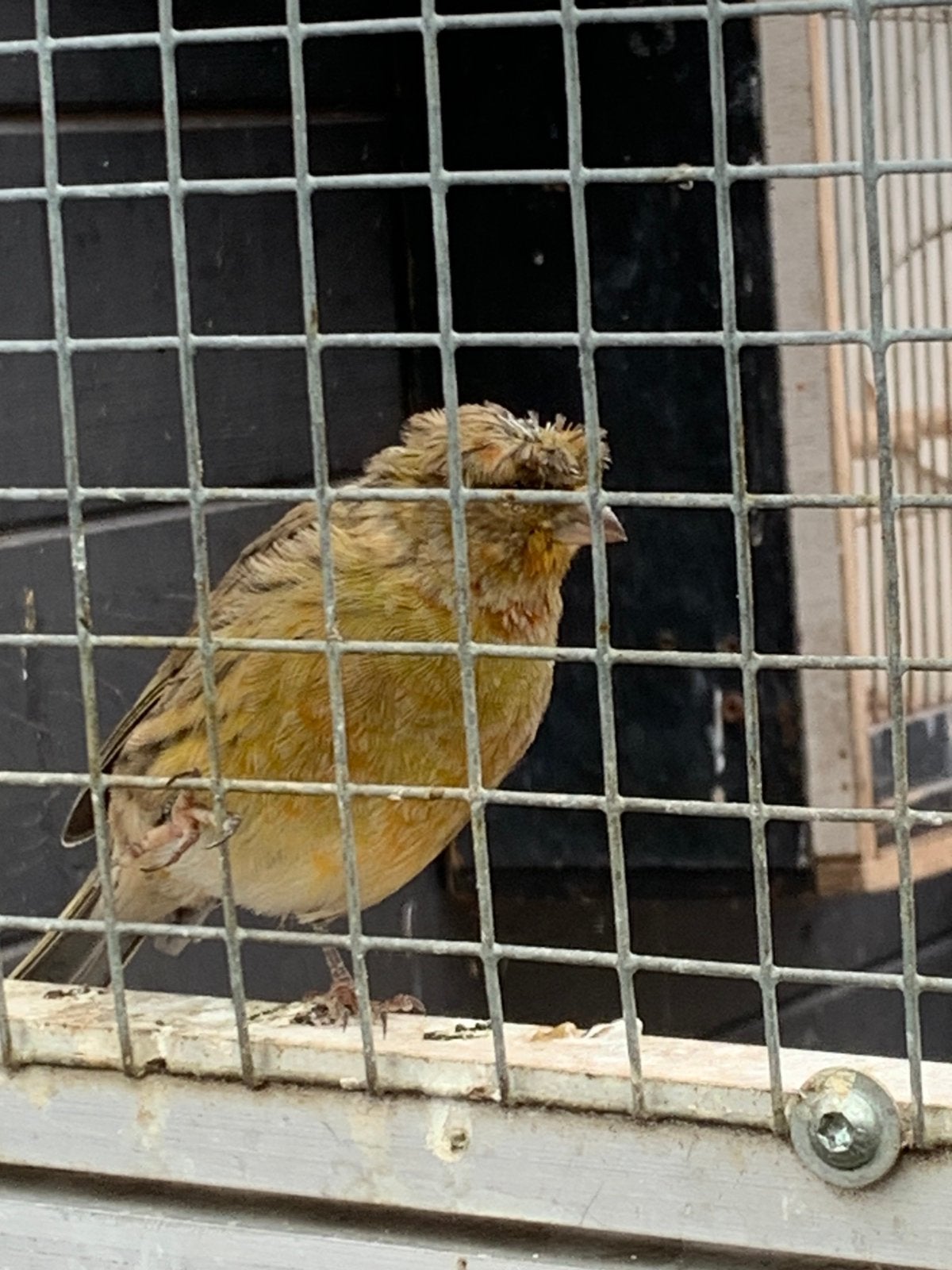 Kanaries te Koop, Dieren en Toebehoren, Meerdere dieren, Kleurkanarie