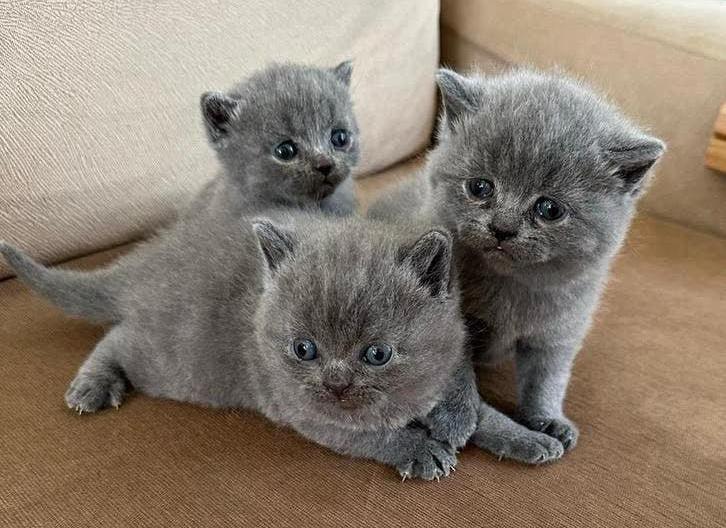 Britse Korthaar Kittens, Meerdere dieren, Ontwormd, 0 tot 2 jaar